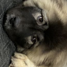 Caucasian Shepherd Dog Puppies from Sila V Krovi