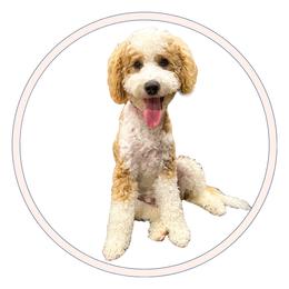 Nala - Goldendoodle