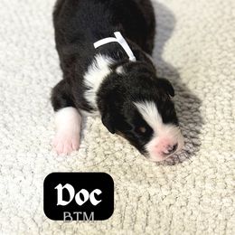 Doc - Black tri-color male Australian Shepherd puppy in Keytesville, Missouri from Dogwood Lane Canine