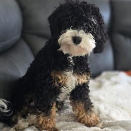 Athena - Bernedoodle
