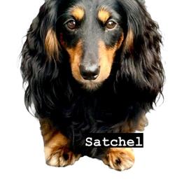 Satchel - Dachshund
