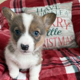 Blue - Blue male Pembroke Welsh Corgi puppy in Champaign, Illinois from McGovern Family Corgis
