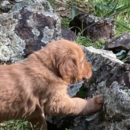 Boy 6th Pick-Red Collar - Dark golden Golden Retriever puppy in Sacramento Area, California from Gold Country Golden Retrievers