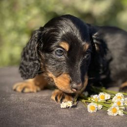 Boy 1 - Black and tan Dachshund puppy in North Port, Florida from Jessica Louise Dachshunds