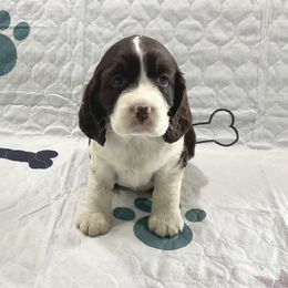 Kerry - Liver and white female English Springer Spaniel puppy in Casnovia, Michigan from DESK Springer Spaniels