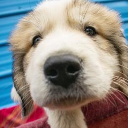 Great Pyrenees Puppies from Kathy Ann's Farm