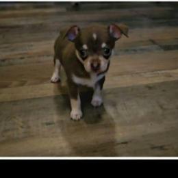 Boy 3 - Chocolate and tan male Chihuahua puppy in Meridian, Oklahoma from Crazy Love Kennels