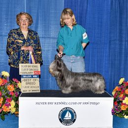 Jessie - Skye Terrier