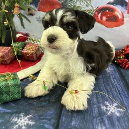 Pecan - Parti male Miniature Schnauzer puppy in Sylvania, Georgia from Southern Sky Miniature Schnauzers