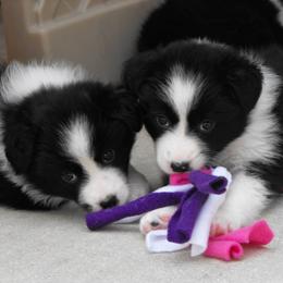 Border Collie Puppies from Top Notch Border Collies