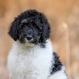 Poodles from Homestead West
