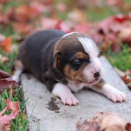 Dani - Brown and white female Jack Russell Terrier puppy in West Bend, Iowa from Blue Skies Terriers