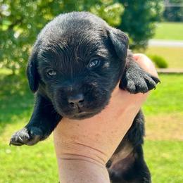 Hickory (Lime Green Collar) - Black male Dilute Retriever puppy in Baldwin City, Kansas from Hedge Lane Labradors