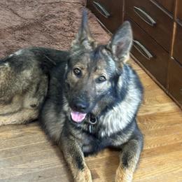 Kai - Sable male German Shepherd puppy in Emmett, Idaho from AngelDay Shepherds
