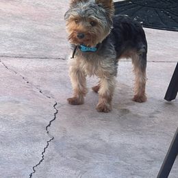 Reichie - Yorkshire Terrier
