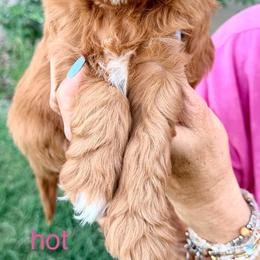 Hot pink - Red  female Goldendoodle puppy in Mesa, Arizona from Tails and Trails Doodles