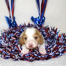 George- AKC Limited - Red male Dachshund puppy in Corbin, Kentucky from White River Valley Kennel