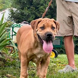 AKENO - Red female Boerboel puppy in Pennsylvania from Cold River Boerboels