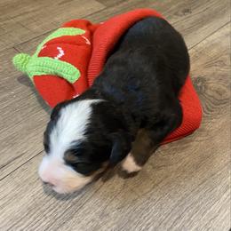 Shona - Tri-color female Bernese Mountain Dog puppy in Rural Retreat, Virginia from Bernese Bunker