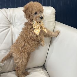 Poodle Puppies from Mellies Miniature Poodles