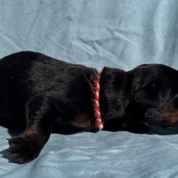Autumn - Black and rust female Doberman Pinscher puppy in Toney, Alabama from Bhon Mhuir Dobermanns
