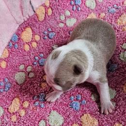 LILAC Male - Lilac male Boston Terrier puppy in Elkland, Missouri from Tellier's AKC Boston Terriers Missouri