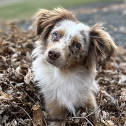 Sunset Sage Tillie - Miniature Australian Shepherd