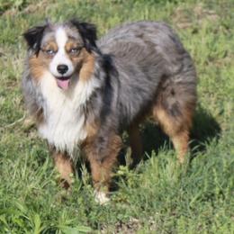 Blitz - Toy Australian Shepherd