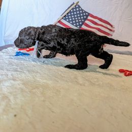 Poodle Puppies from Future Pioneers Farming