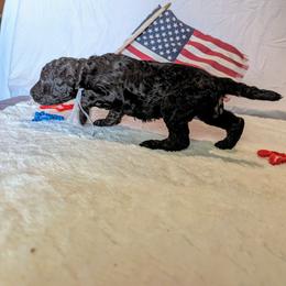 Poodle Puppies from Future Pioneers Farming