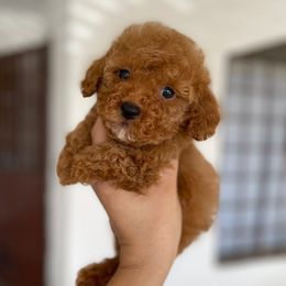 Butter - Red male Maltipoo puppy in San Diego, California from Maltipoos SD