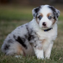 Miniature Australian Shepherd Puppies from Sand Dollar Aussies