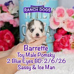 Barrett - Silver and white male Pomsky puppy in Humeston, Iowa from M.A.R. Dogs