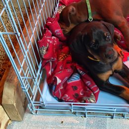 Doberman Pinscher Puppies from Jensen Dobermans