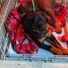 Doberman Pinscher Puppies from Jensen Dobermans