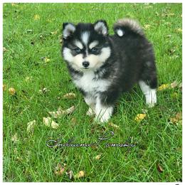 Florence - Black and white female Pomsky puppy in North Liberty, Indiana from Indiana Pomsky