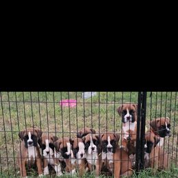 Boxer and Shih Tzu Puppies from L&L European Boxers and Shih Tzus