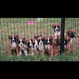 Boxer and Shih Tzu Puppies from L&L European Boxers and Shih Tzus
