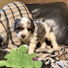 Titan - Blue merle male Bernedoodle puppy in Jim Falls, Wisconsin from Pup Paw-fection