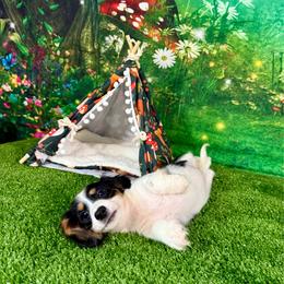 Penelope - Piebald female Dachshund puppy in Westport, Kentucky from Lonestar Creek Farm