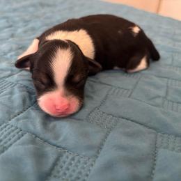 Boy 4 - Black tri-color male Aussiedoodle puppy in Cedar Park, Texas from Lollipups Mini Aussiedoodles