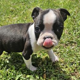Black and White Boy - Black and white male Boston Terrier puppy in Anderson, South Carolina from Lola’s House of Bostons & Rescue
