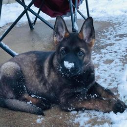 German Shepherd Puppies from Haus Heckfeuer