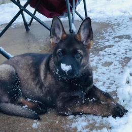 German Shepherd Puppies from Haus Heckfeuer