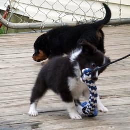 Rottweiler and Shetland Sheepdog Puppies from Mountain High Kennels