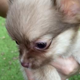Chihuahua Puppies from Pikanoo Pups