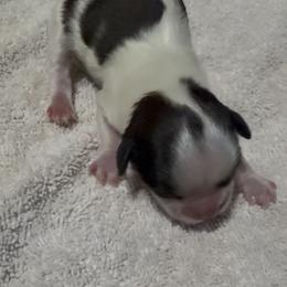 Koi - Parti female Yorkshire Terrier puppy in Houston, Texas from Little things