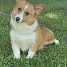 Pippin - Pembroke Welsh Corgi