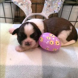 Cherry - Red and white female Shih Tzu puppy in North Carolina from WillowCreek Mountain View Shih Tzu