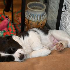 Drentsche Patrijshond and Spinone Italiano Puppies from Two Gun Kennels